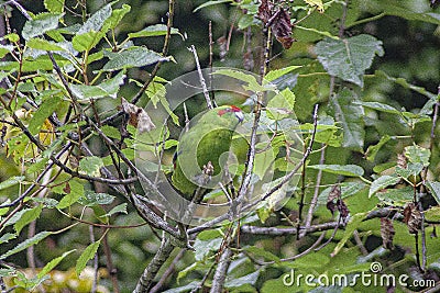 New Zealand`s Red-crowned parakeet or kakariki in the bush of Ulva Island of bigger Stewart Island, New Zealand. Stock Photo